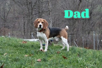 Fannie Female Beagle $550