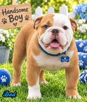 Mable Female English Bulldog $1500
