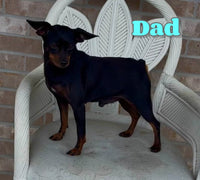 Tilly Female AKC Miniature Pinscher $1500