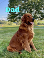 Percy Male AKC Golden Retriever $995