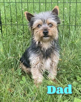 Gunner Male Yorkshire Terrier $950