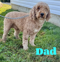 Olive Female AKC Mini Poodle $875