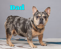 Archie Male AKC French Bulldog $2500