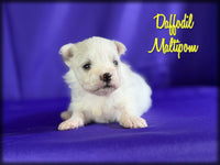 Maltipom
