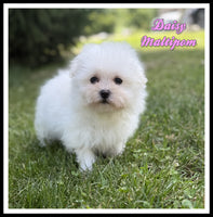 Maltipom