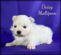 Maltipom