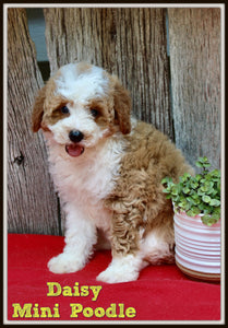 Mini Poodle