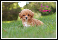 Maltipoo