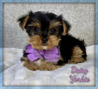 Yorkshire Terrier