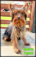 Dakota Male Yorkshire Terrier $525