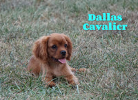 Dallas Male ACA Cavalier $550