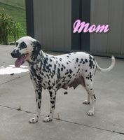 Stella Female AKC Dalmatian $945