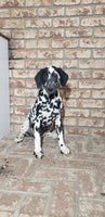 Spot Female AKC Dalmatian $795