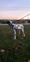 Sadie Female AKC Dalmatian $795