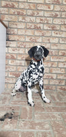Spot Female AKC Dalmatian $795