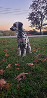 Sadie Female AKC Dalmatian $795
