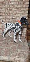 Spot Female AKC Dalmatian $795