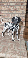 Spot Female AKC Dalmatian $795
