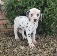 Dalmatian