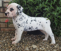 Dalmatian