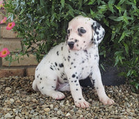 Dalmatian