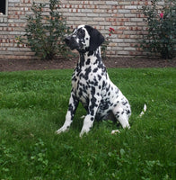 Spot Female AKC Dalmatian $795