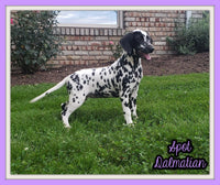 Spot Female AKC Dalmatian $795