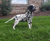 Spot Female AKC Dalmatian $795