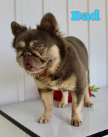 Darren Male AKC French Bulldog $2150