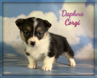 Daphne Female ACA Corgi $1360