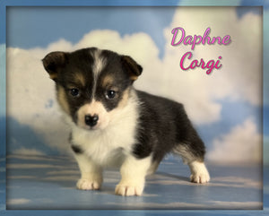 Corgi 