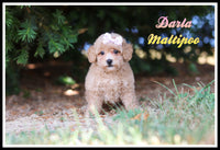Maltipoo 