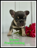 Darren Male AKC French Bulldog $2150