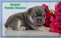 Darren Male AKC French Bulldog $2150