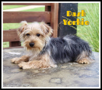 Dash Male ACA Yorkshire Terrier $499