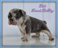 French Bulldog