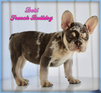 Debi Female AKC French Bulldog $2950