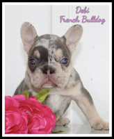 Debi Female AKC French Bulldog $3450