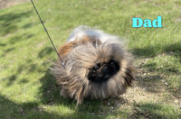 Delilah Female AKC Pekingese $2625