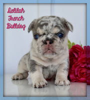 French Bulldog