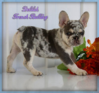 Delilah Female AKC French Bulldog $2650