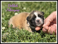 Delilah Female AKC Pekingese $2625