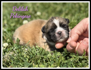 Pekingese