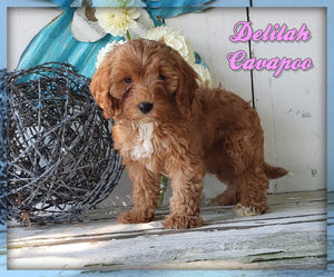 Cavapoo