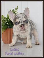 Delilah Female AKC French Bulldog $3450