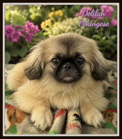 Delilah Female UABR Pekingese $750
