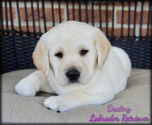 Labrador Retriever