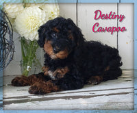 Destiny Female Cavapoo $995