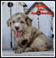 Dexter Male Mini Aussiedoodle $1099