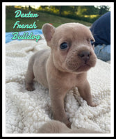 Dexter Male AKC French Bulldog $1550